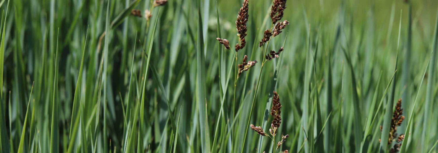 7 graminées ornementales à planter au bord de l'eau