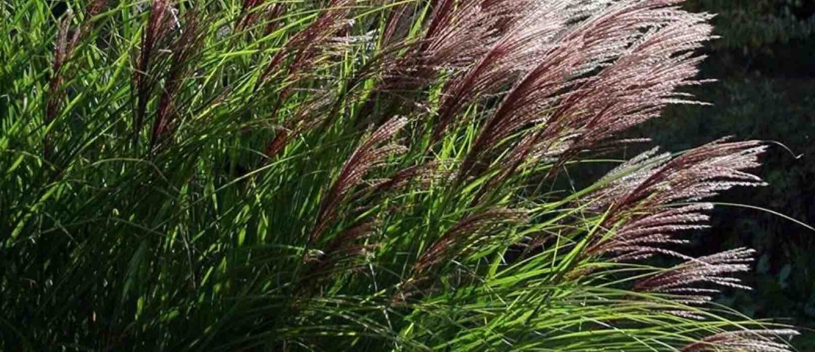 Des graminées idéales pour mettre en valeur les roses - Promesse de fleurs