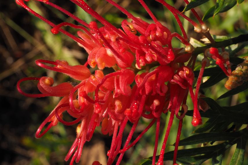 arbustes exotiques à floraison hivernale