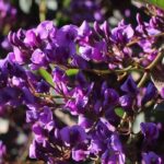 Comment cultiver l'Hardenbergia en pot ?