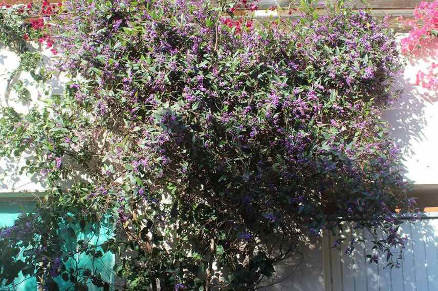 hardenbergia violacea