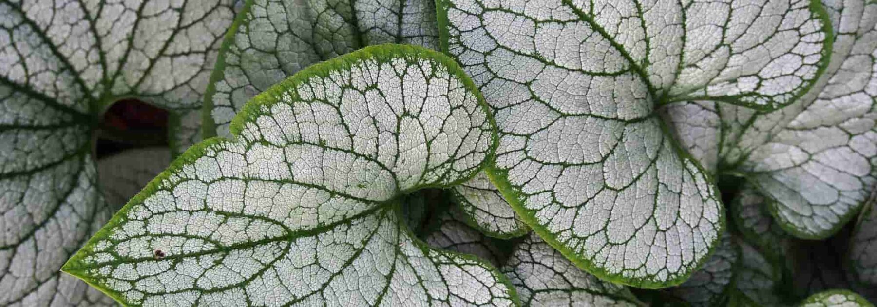 Brunnera argenté : les plus belles variétés