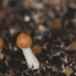 Cultiver des champignons : c'est possible et facile !