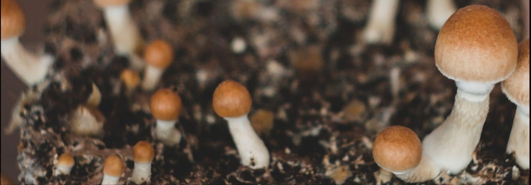 Faites pousser vos propres champignons avec un kit de culture ? >> Plan  pratique étape par étape