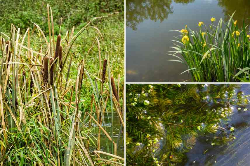 roseaux iris d eau Ceratophyllum