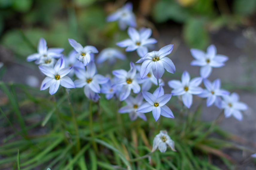 bulbes de printemps