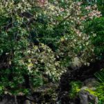 5 arbustes exotiques à floraison hivernale