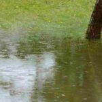 Aménager un jardin inondable