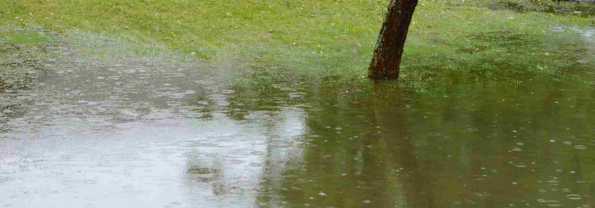 Aménager un jardin inondable