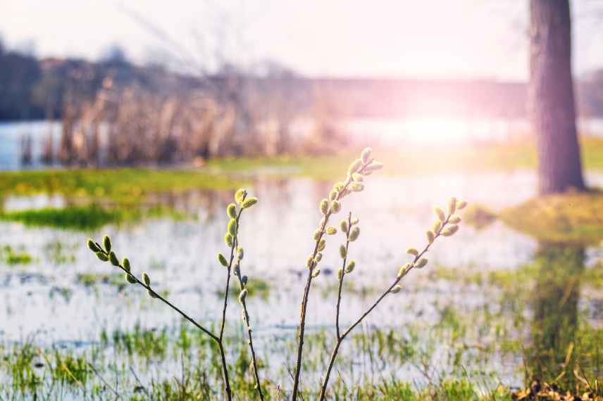 jardin inondable que faire