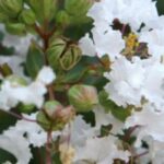 Lilas des Indes, Lagerstroemia : 7 variétés à fleurs blanches