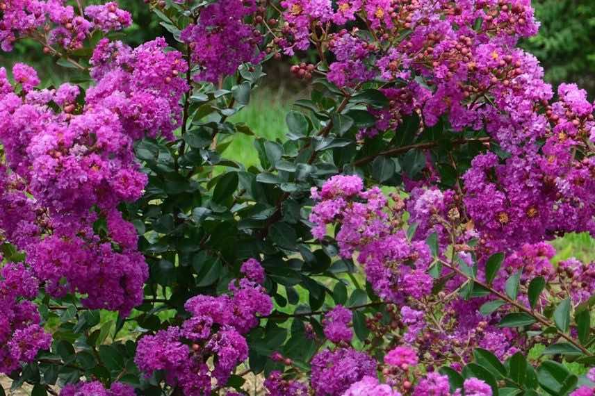 Lilas d'été