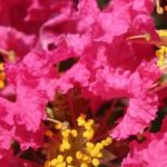 Lagerstroemia, Lilas des Indes : 7 variétés à fleurs roses