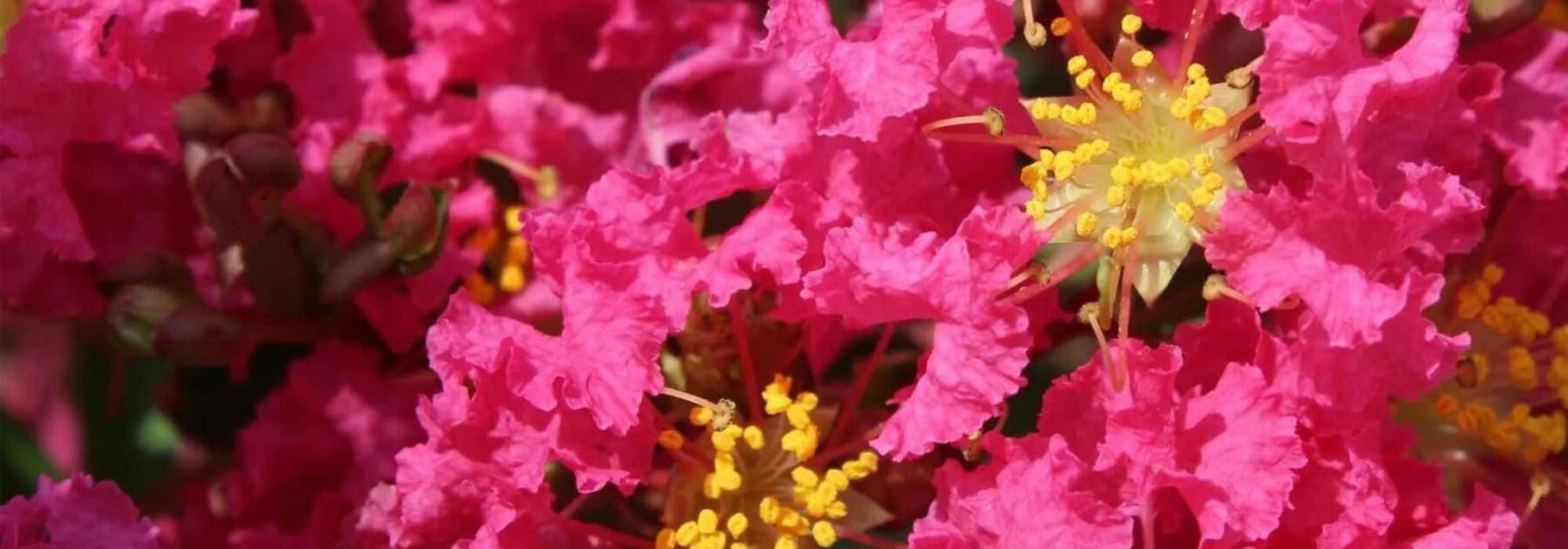 Lagerstroemia, Lilas des Indes : 7 variétés à fleurs roses