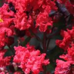 7 Lilas des Indes, Lagerstroemia à fleurs rouges, pour un jardin flamboyant