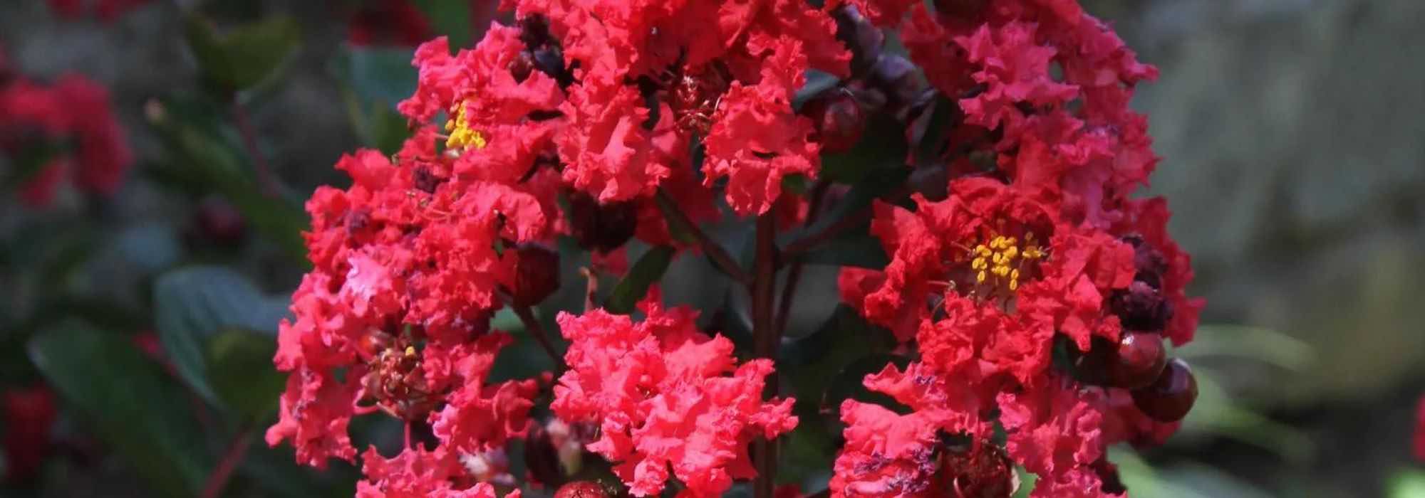 7 Lilas des Indes, Lagerstroemia à fleurs rouges, pour un jardin flamboyant