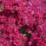 Lilas des Indes, Lagerstroemia : 7 variétés rustiques pour un jardin fleuri