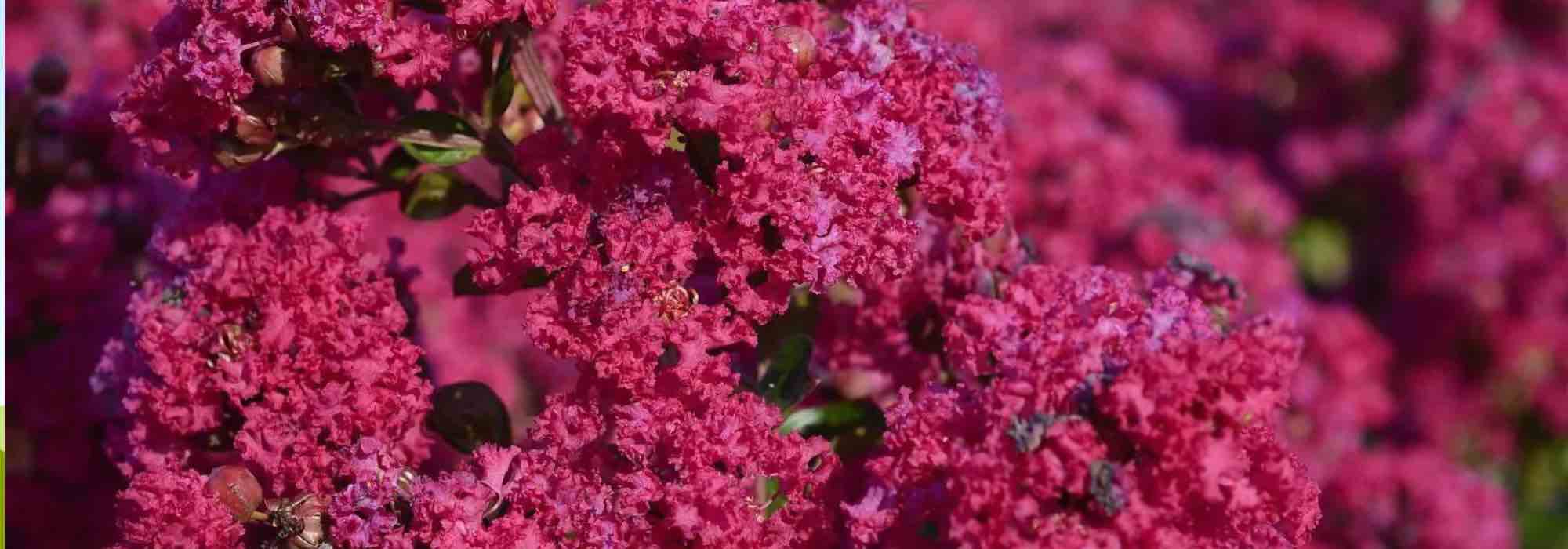 Lilas des Indes, Lagerstroemia : 7 variétés rustiques pour un jardin fleuri