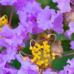 Lagerstroemia, Lilas des Indes : 7 magnifiques variétés à fleurs mauves et violettes
