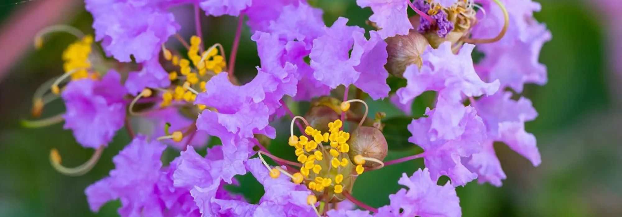 Lagerstroemia, Lilas des Indes : 7 magnifiques variétés à fleurs mauves et violettes