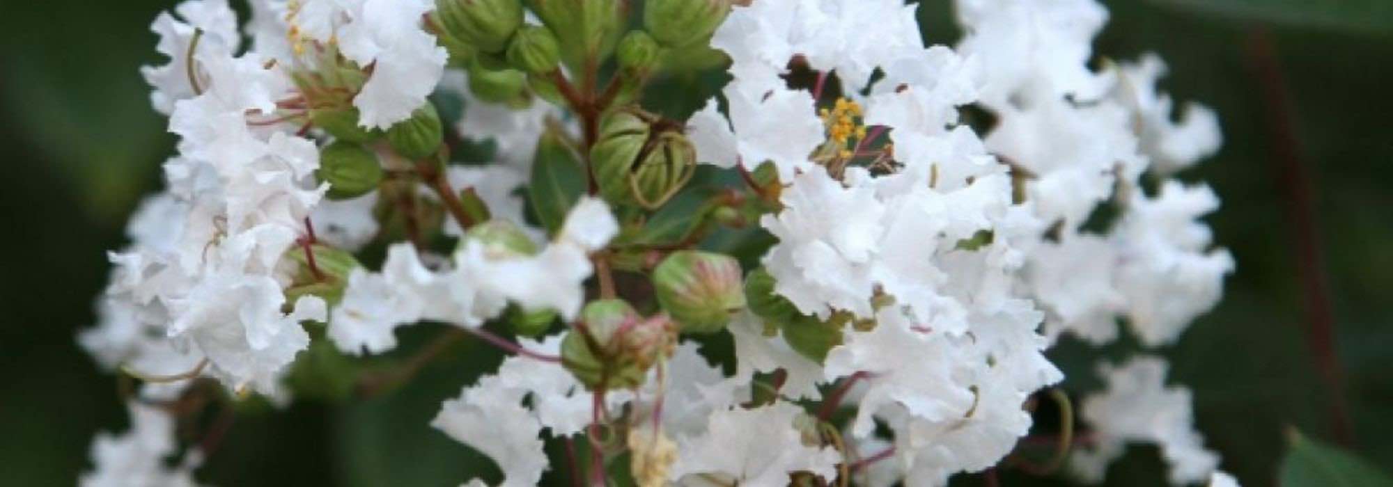 Lilas des Indes, Lagerstroemia : 7 variétés à fleurs blanches