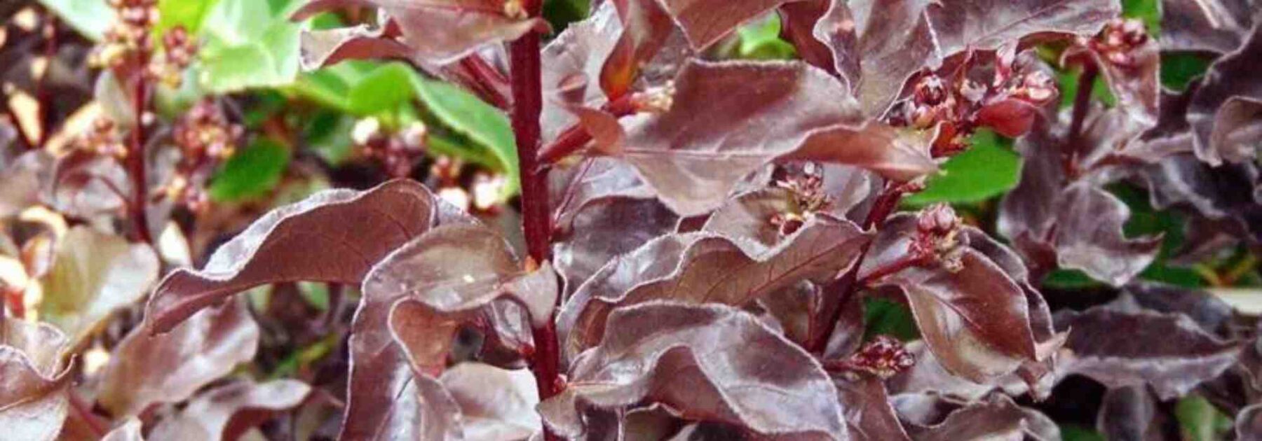 Lilas des Indes, Lagerstroemia : 5 variétés à feuillage noir