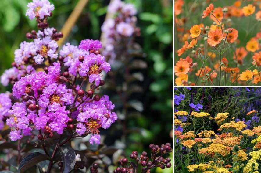 lilas des indes feuillage noir