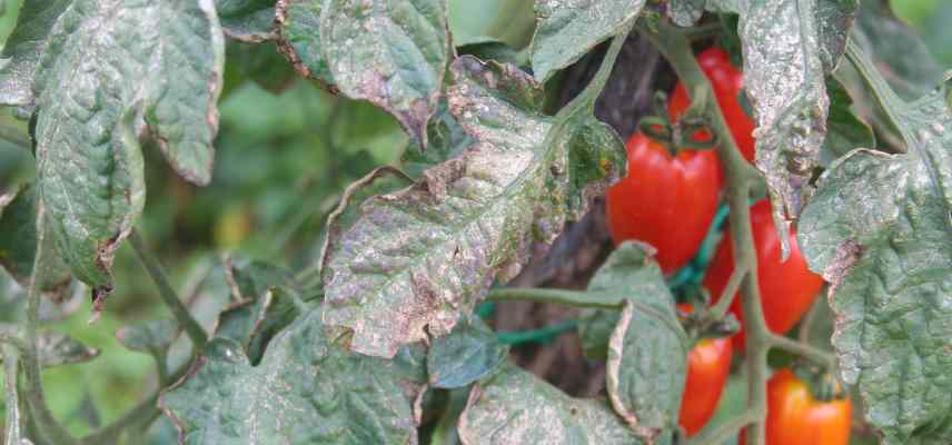 potager terre trop humide