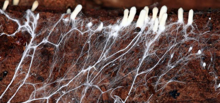 mycélium et champignon