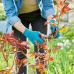 Comment rater... la taille des rosiers ?