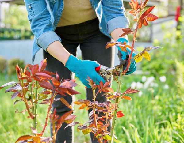 Comment rater... la taille des rosiers ?