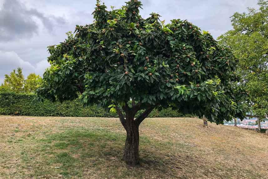 néflier sans fruits