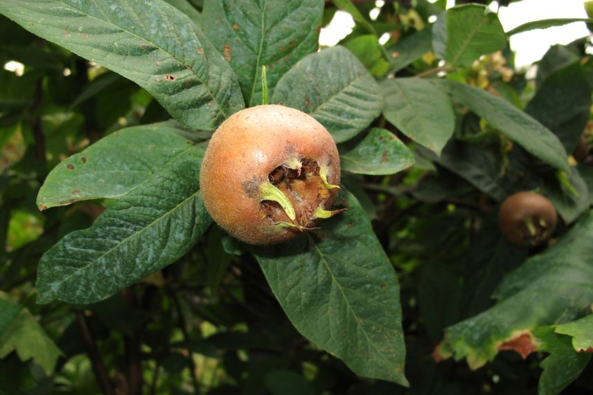 néfliers sans fruits