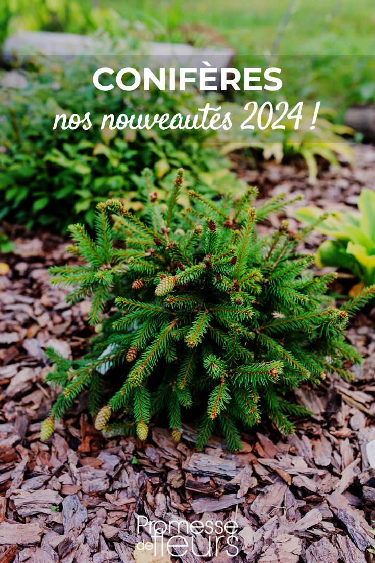 picea abies Pusch