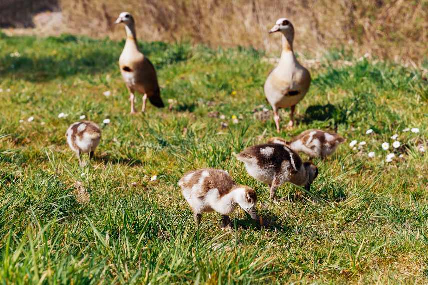 des oies dans son jardin