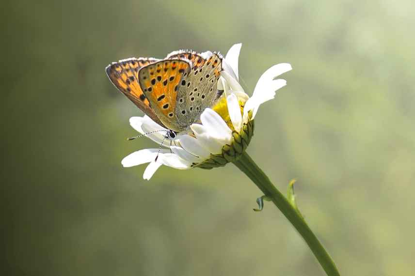 papillons et ecologie