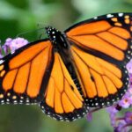 Les papillons boostent la biodiversité au jardin !