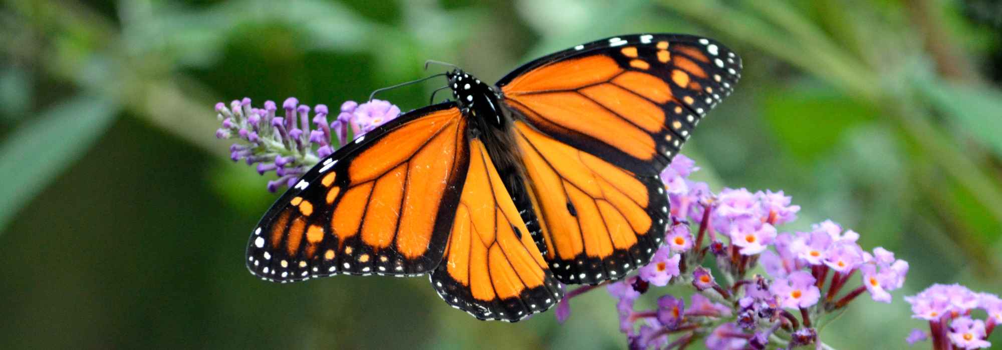 Les papillons boostent la biodiversité au jardin !