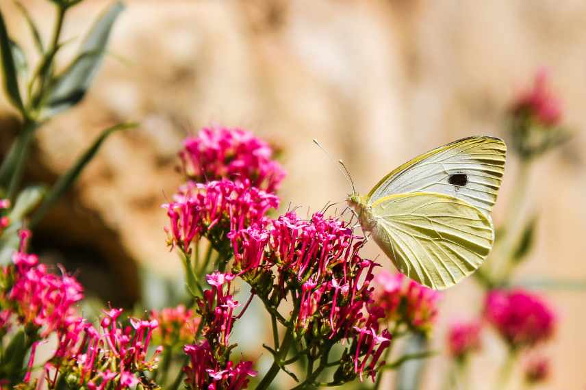 les papillons dans les ecosystemes