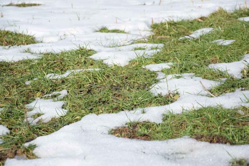 neige et gazon effets sur pelouse