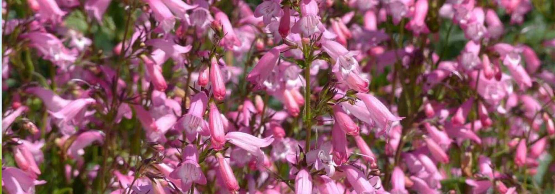 Cultiver les penstemons en pot