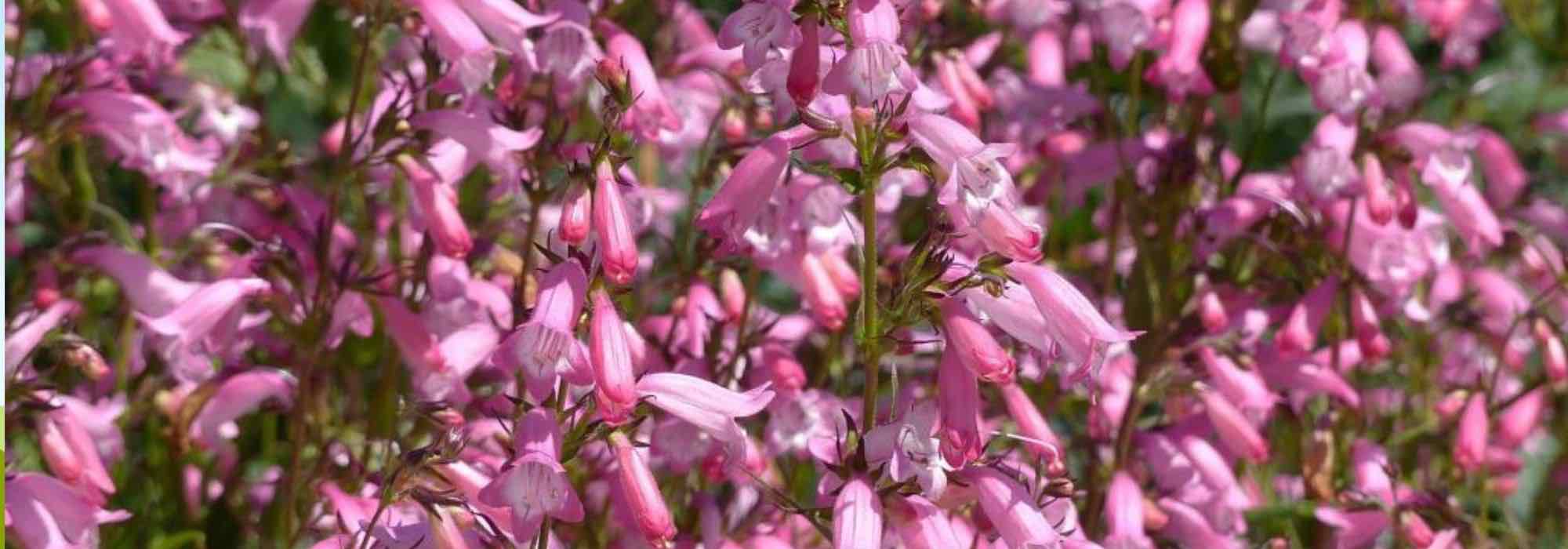 Cultiver les penstemons en pot