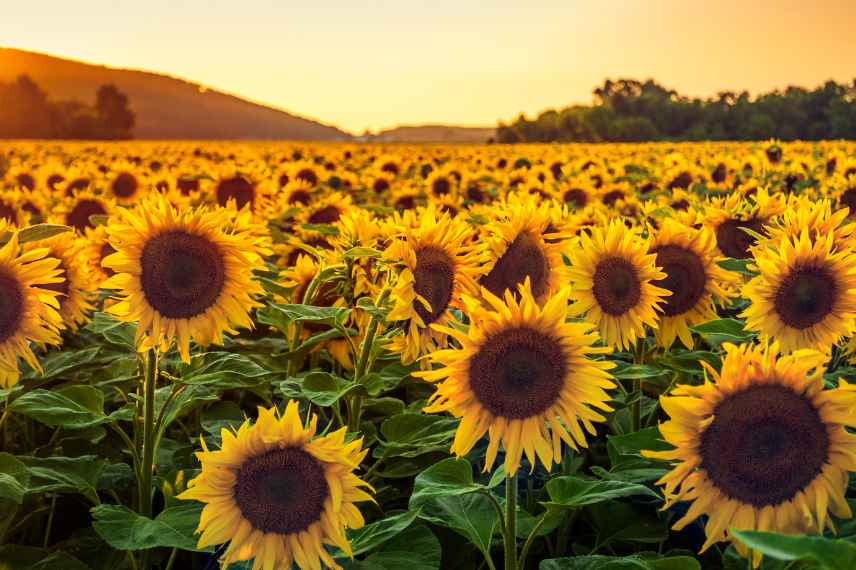 comment communiquent les plantes