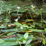 Plantes aquatiques à feuillage persistant : elles embellissent les bassins en toutes saisons