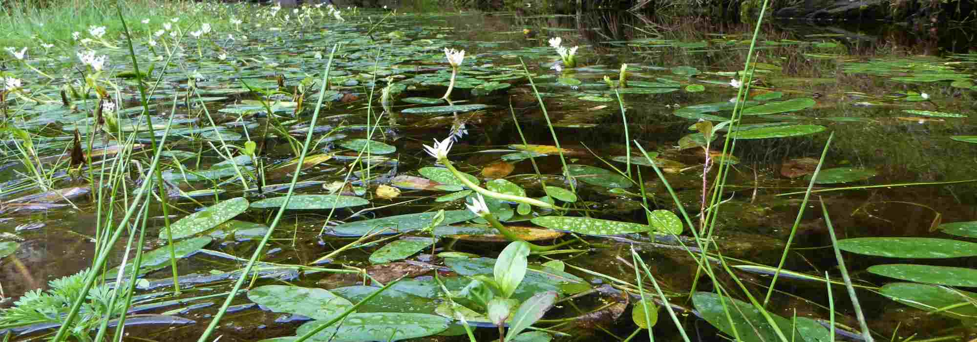 Plantes aquatiques à feuillage persistant : elles embellissent les bassins en toutes saisons