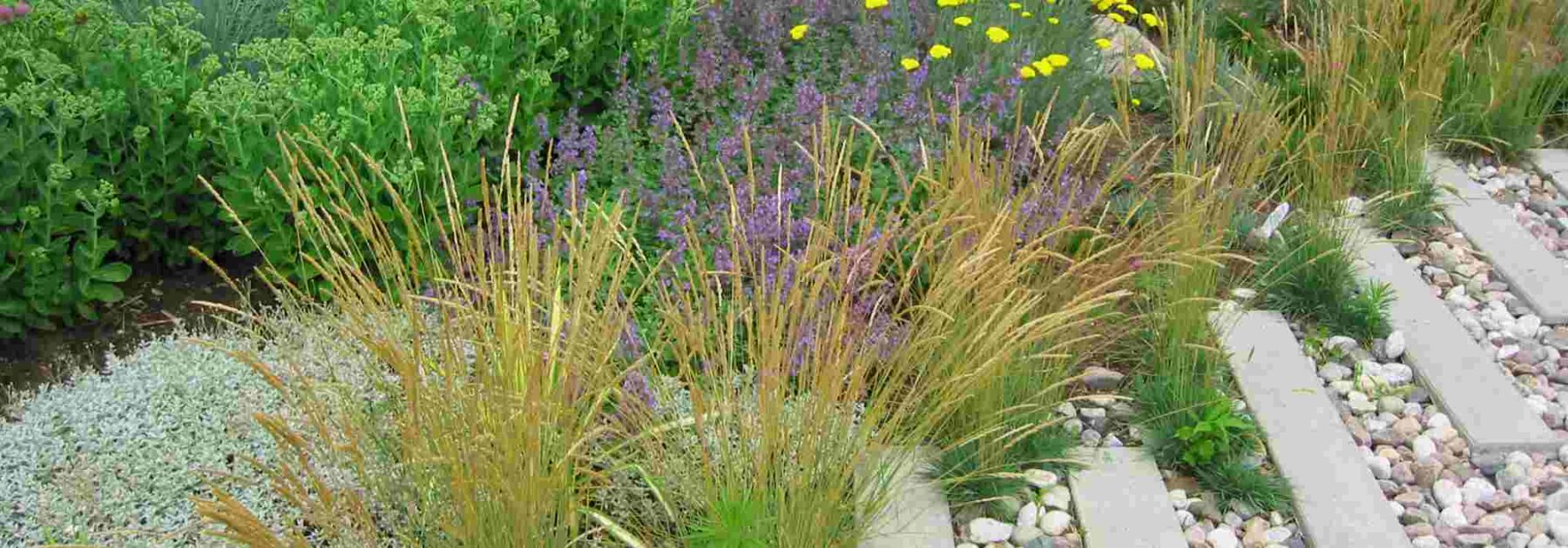 15 plantes pionnières pour un jardin plus résistant aux aléas climatiques