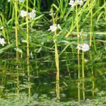 Mare ou bassin : découvrez le pouvoir secret des plantes oxygénantes