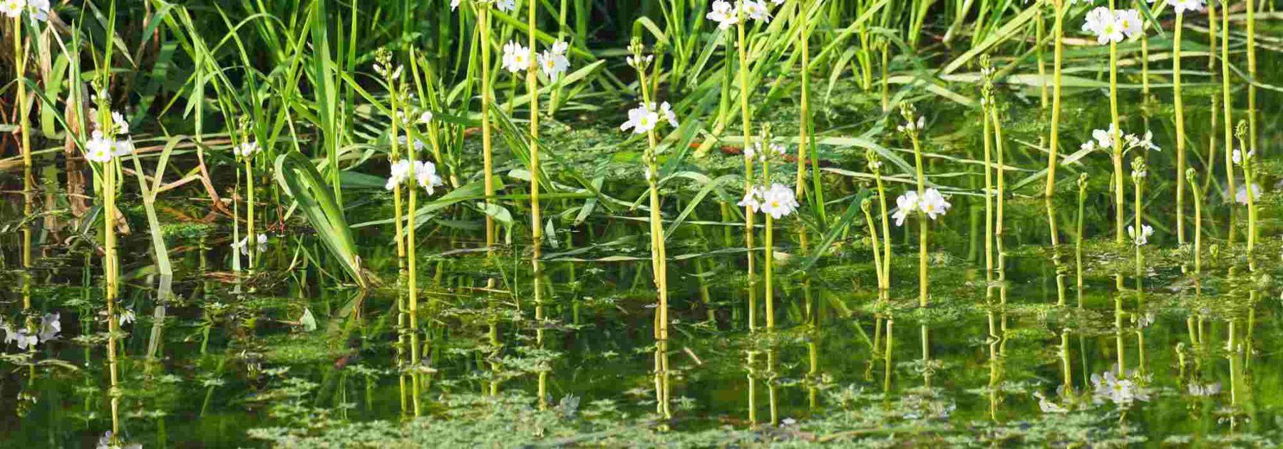 Mare ou bassin : découvrez le pouvoir secret des plantes oxygénantes