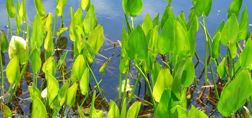 mecanisme respiration des plantes