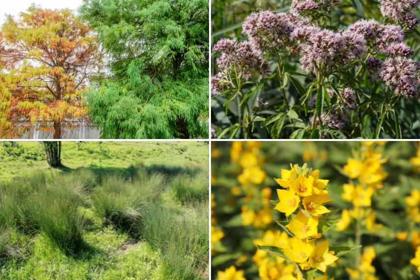 amenagement jardin inondable